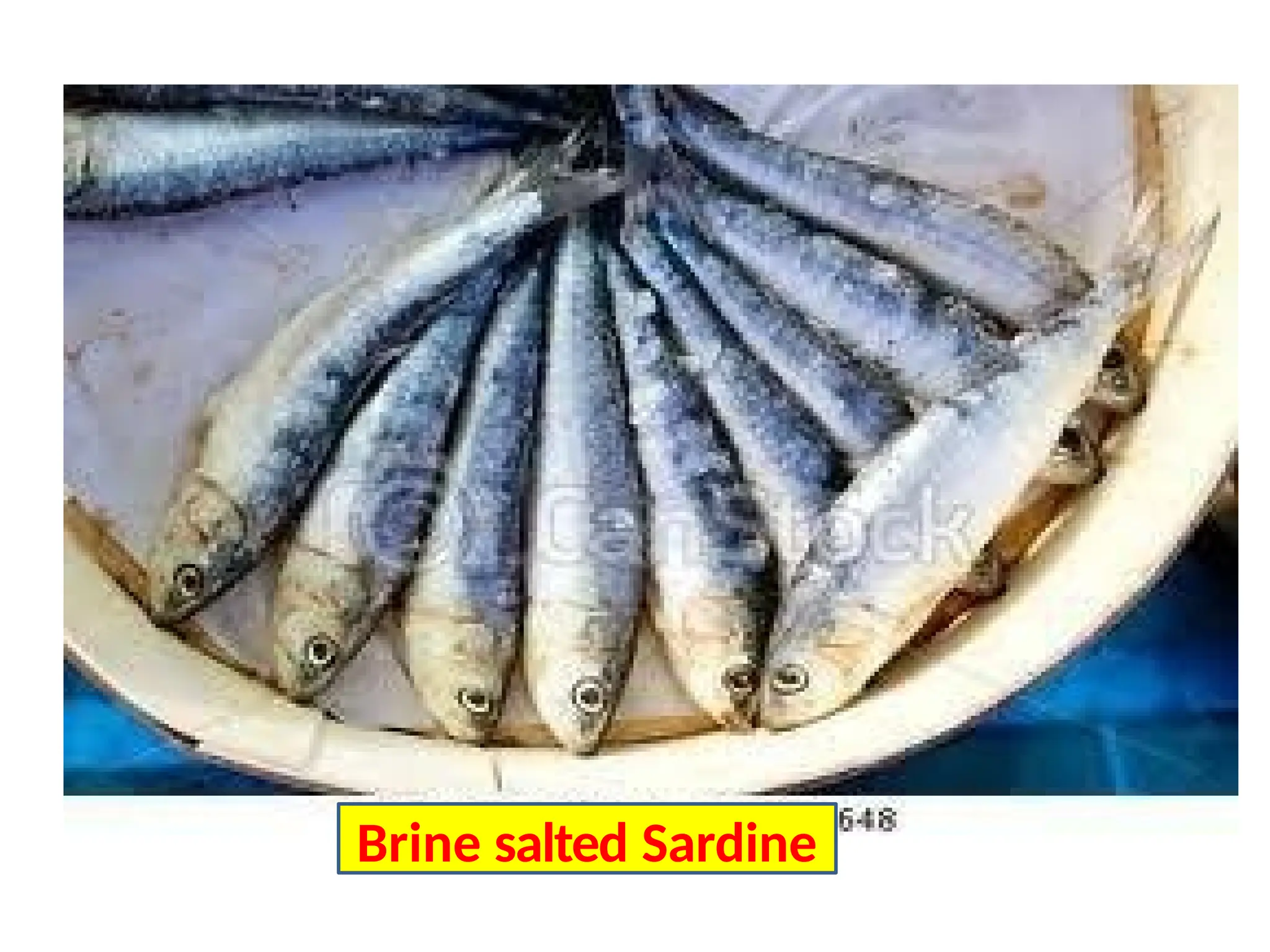 Brine salted Sardine
 