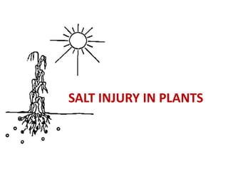 SALT INJURY IN PLANTS
 