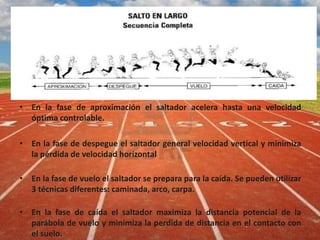 • En la fase de aproximación el saltador acelera hasta una velocidad
óptima controlable.
• En la fase de despegue el saltador general velocidad vertical y minimiza
la pérdida de velocidad horizontal
• En la fase de vuelo el saltador se prepara para la caída. Se pueden utilizar
3 técnicas diferentes: caminada, arco, carpa.
• En la fase de caída el saltador maximiza la distancia potencial de la
parábola de vuelo y minimiza la perdida de distancia en el contacto con
el suelo.
 
