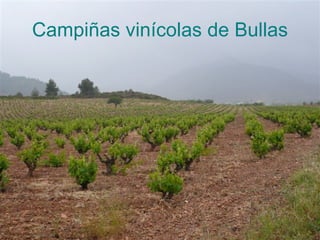 Campiñas vinícolas de Bullas 