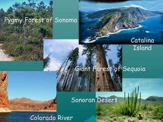 Pygmy Forest of Sonoma
Giant Forest of Sequoia
Sonoran Desert
Colorado River
Catalina
Island
 