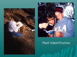 Plant Identification
 