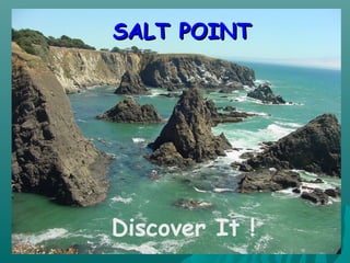 SALT POINTSALT POINT
Discover It !
 