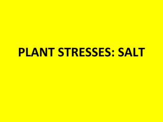 PLANT STRESSES: SALT
 