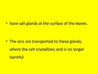 • have salt glands at the surface of the leaves.
• The ions are transported to these glands,
where the salt crystallizes and is no longer
harmful
 