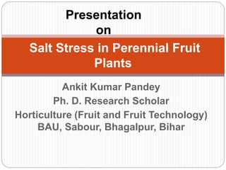 Ankit Kumar Pandey
Ph. D. Research Scholar
Horticulture (Fruit and Fruit Technology)
BAU, Sabour, Bhagalpur, Bihar
Salt Stress in Perennial Fruit
Plants
Presentation
on
 