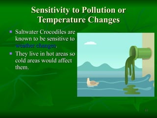 Sensitivity to Pollution or Temperature Changes Saltwater Crocodiles are known to be sensitive to  weather changes . They live in hot areas so cold areas would affect them. 