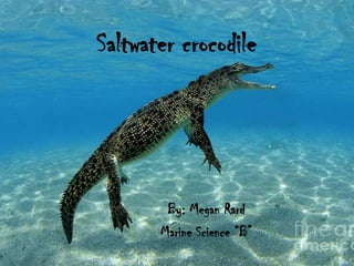 Saltwater crocodile
By: Megan Rard
Marine Science “B”
 
