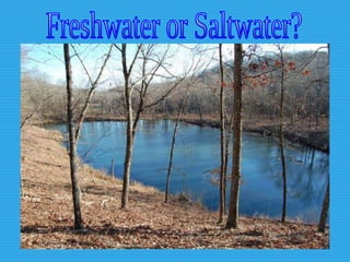 Freshwater or Saltwater? 