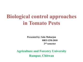 Biological control approaches
in Tomato Pests
Presented by: Salu Maharjan
HRT-12M-2018
2nd semester
Agriculture and Forestry University
Rampur, Chitwan
 