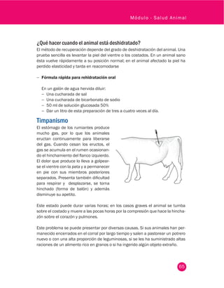 65
Módulo - Salud Animal
¿Qué hacer cuando el animal está deshidratado?
El método de recuperación depende del grado de deshidratación del animal. Una
prueba sencilla es levantar la piel del vientre o los costados. En un animal sano
ésta vuelve rápidamente a su posición normal; en el animal afectado la piel ha
perdido elasticidad y tarda en reacomodarse
−− Fórmula rápida para rehidratación oral
En un galón de agua hervida diluir:
−− Una cucharada de sal
−− Una cucharada de bicarbonato de sodio
−− 50 ml de solución glucosada 50%
−− Dar un litro de esta preparación de tres a cuatro veces al día.
Timpanismo
El estómago de los rumiantes produce
mucho gas, por lo que los animales
eructan continuamente para liberarse
del gas. Cuando cesan los eructos, el
gas se acumula en el rumen ocasionan-
do el hinchamiento del flanco izquierdo.
El dolor que produce lo lleva a golpear-
se el vientre con la pata y a permanecer
en pie con sus miembros posteriores
separados. Presenta también dificultad
para respirar y desplazarse, se torna
hinchado (forma de balón) y además
disminuye su apetito.
Este estado puede durar varias horas; en los casos graves el animal se tumba
sobre el costado y muere a las pocas horas por la compresión que hace la hincha-
zón sobre el corazón y pulmones.
Este problema se puede presentar por diversas causas. Si sus animales han per-
manecido encerrados en el corral por largo tiempo y salen a pastorear un potrero
nuevo o con una alta proporción de leguminosas, si se les ha suministrado altas
raciones de un alimento rico en granos o si ha ingerido algún objeto extraño.
 