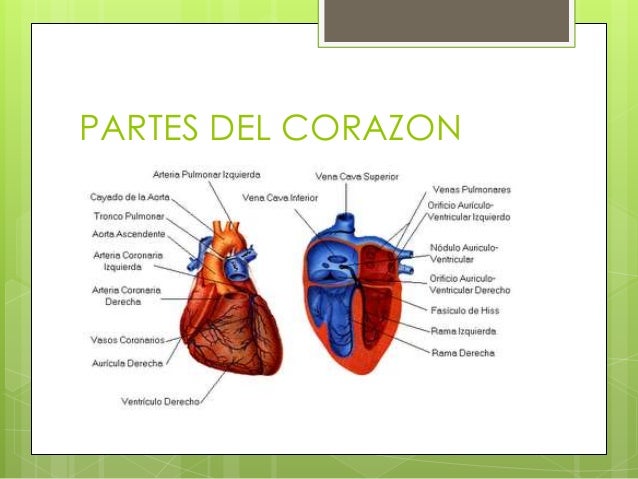 extrandai blog archive partes del corazon humano y sus funciones