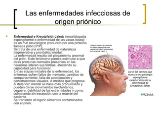 Las enfermedades infecciosas de
origen priónico
 Enfermedad e Kreutzfeldt-Jakob (encefalopatía
espongiforme o enfermedad de las vacas locas):
es un mal neurológico producido por una proteína
llamada prión (PrP).
Se trata de una enfermedad de naturaleza
degenerativa y pronóstico mortal.
La enfermedad resulta del plegamiento anormal
del prión. Este fenómeno parece estimular a que
otras proteínas normales presentes en las
neuronas alteren sus formas, afectando su
capacidad para funcionar.
En las etapas iniciales de la enfermedad, los
enfermos sufren fallos de memoria, cambios de
comportamiento, falta de coordinación y
perturbaciones visuales. A medida que progresa,
el deterioro mental se hace más pronunciado y
pueden darse movimientos involuntarios,
ceguera, debilidad de las extremidades y coma,
culminando sin excepción con la muerte del
paciente.
Se transmite al ingerir alimentos contaminados
con el prión.
 