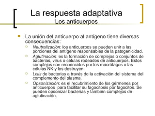 La respuesta adaptativa
Los anticuerpos
 La unión del anticuerpo al antígeno tiene diversas
consecuencias:
 Neutralización: los anticuerpos se pueden unir a las
porciones del antígeno responsables de la patogenicidad.
 Aglutinación: es la formación de complejos o conjuntos de
bacterias, virus o células rodeados de anticuerpos. Estos
complejos son reconocidos por los macrófagos o las
células NK y los destruyen.
 Lisis de bacterias a través de la activación del sistema del
complemento del plasma.
 Opsonización: es el recubrimiento de los gérmenes por
anticuerpos para facilitar su fagocitosis por fagocitos. Se
pueden opsonizar bacterias y también complejos de
aglutinación.
 