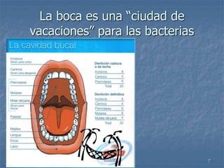 Aula Actual 7
La boca es una “ciudad de
vacaciones” para las bacterias
 