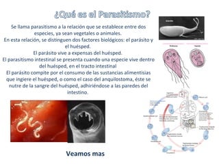 Se llama parasitismo a la relación que se establece entre dos especies, ya sean vegetales o animales. En esta relación, se distinguen dos factores biológicos: el parásito y el huésped. El parásito vive a expensas del huésped. El parasitismo intestinal se presenta cuando una especie vive dentro del huésped, en el tracto intestinal El parásito compite por el consumo de las sustancias alimentisias que ingiere el huésped, o como el caso del anquilostoma, éste se nutre de la sangre del huésped, adhiriéndose a las paredes del intestino. Veamos mas