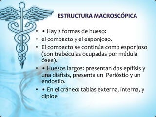 • • Hay 2 formas de hueso:
• el compacto y el esponjoso.
• El compacto se continúa como esponjoso
  (con trabéculas ocupadas por médula
  ósea).
• • Huesos largos: presentan dos epífisis y
  una diáfisis, presenta un Perióstio y un
  endostio.
• • En el cráneo: tablas externa, interna, y
  diploe
 