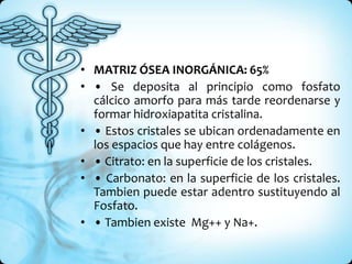 • MATRIZ ÓSEA INORGÁNICA: 65%
• • Se deposita al principio como fosfato
  cálcico amorfo para más tarde reordenarse y
  formar hidroxiapatita cristalina.
• • Estos cristales se ubican ordenadamente en
  los espacios que hay entre colágenos.
• • Citrato: en la superficie de los cristales.
• • Carbonato: en la superficie de los cristales.
  Tambien puede estar adentro sustituyendo al
  Fosfato.
• • Tambien existe Mg++ y Na+.
 