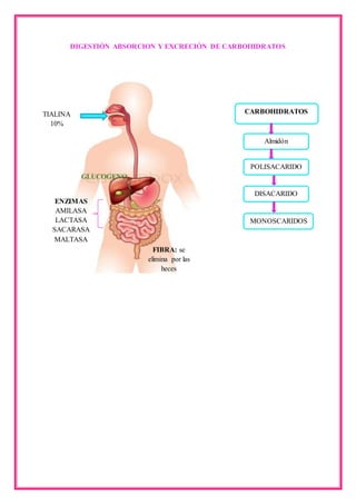 DIGESTIÓN ABSORCION Y EXCRECIÓN DE CARBOHIDRATOS
TIALINA
10%
GLUCOGENO
FIBRA: se
elimina por las
heces
ENZIMAS
AMILASA
LACTASA
SACARASA
MALTASA
CARBOHIDRATOS
Almidón
POLISACARIDO
DISACARIDO
MONOSCARIDOS
 