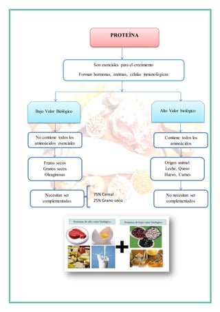 PROTEÌNA
Son esenciales para el crecimiento
Forman hormonas, enzimas, células inmunológicas
Bajo Valor Biológico Alto Valor biológico
No contiene todos los
aminoácidos esenciales
Contiene todos los
aminoácidos
Frutos secos
Granos secos
Oleaginosas
Origen animal:
Leche, Queso
Huevo, Carnes
Necesitan ser
complementadas
No necesitan ser
complementados
75% Cereal
25% Grano seco
 