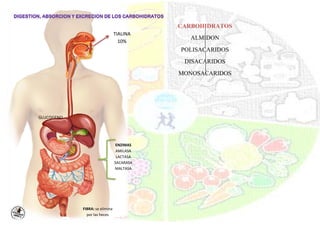 TIALINA
10%
GLUCOGENO
ENZIMAS
AMILASA
LACTASA
SACARASA
MALTASA
CARBOHIDRATOS
ALMIDON
POLISACARIDOS
DISACARIDOS
MONOSACARIDOS
FIBRA: se elimina
por las heces
 