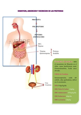 DIGESTION, ABSORCION Y EXCRECION DE LAS PROTEINAS
HCL
Pepsina
Tripsina
Quimiotripsina
Proteasa
desdobla
Urea
Creatinina
PEPTIDO-
AMINOACIDO
POLIPEPTIDO
PROTEINA
daña
el mecanismo de filtración en el
riñón, causa Insuficiencia renal,
Glomerulonefritis, Ácido úrico
elevado.
Inmunosupresión, caída del
cabello, uñas quebradizas, déficit
en el crecimiento.
IDR: 0.8gr/kg/día
IDR Niños 0-5 años: 1,8g/kg
IDR Adolescentes: 0.95g/kg/día
IDR Embarazo: 60gr/día
IDR Lactancia: 2,0g/kg
IDR Quemados: 2gr/kg/día
 