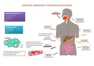 Dislipidemia Aterogenica: acumulo
de grasa en la arteria
Colesterol total:
Triglicéridos:
HDL:
Dislipidemia Mixta:
Colesterol total:
Triglicéridos:
HDL:
Las vellosidades intestinales
transportan las micelas
Las micelas se transforman en
quilomicrón, los cuales viajan por
el sistema linfático y el torrente
sanguíneo
HCL
Las sales biliares emulsionan la
grasa formando micelas
 