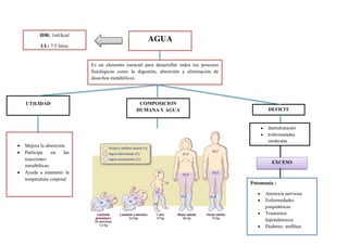 AGUA
Es un elemento esencial para desarrollar todos los procesos
fisiológicos como la digestión, absorción y eliminación de
desechos metabólicos
IDR: 1ml/kcal
UL: 7.5 litros
DEFICIT
COMPOSICION
HUMANA Y AGUA
UTILIDAD
 Mejora la absorción.
 Participa en las
reacciones
metabólicas.
 Ayuda a mantener la
temperatura corporal
EXCESO
 Deshidratación
 Enfermedades
cerebrales
Potomanía :
 Anorexia nerviosa
 Enfermedades
psiquiátricas
 Trastornos
hipotalámicos
 Diabetes mellitus
 