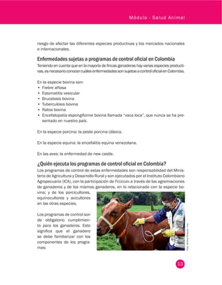 13
Módulo - Salud Animal
riesgo de afectar las diferentes especies productivas y los mercados nacionales
e internacionales.
Enfermedades sujetas a programas de control oficial en Colombia
Teniendo en cuenta que en la mayoría de fincas ganaderas hay varias especies producti-
vas,esnecesarioconocercuálesenfermedadessonsujetasacontroloficialenColombia.
En la especie bovina son:
•	 Fiebre aftosa
•	 Estomatitis vesicular
•	 Brucelosis bovina
•	 Tuberculosis bovina
•	 Rabia bovina
•	 Encefalopatía espongiforme bovina llamada “vaca loca”, que nunca se ha pre-
sentado en nuestro país.
En la especie porcina: la peste porcina clásica.
En la especie equina: la encefalitis equina venezolana.
En las aves: la enfermedad de new castle.
¿Quién ejecuta los programas de control oficial en Colombia?
Los programas de control de estas enfermedades son responsabilidad del Minis-
terio de Agricultura y Desarrollo Rural y son ejecutados por el Instituto Colombiano
Agropecuario (ICA), con la participación de Fedegán a través de las agremiaciones
de ganaderos y de los mismos ganaderos, en lo relacionado con la especie bo- Foto:ArchivoFedegán-fng.
vina; y de los porcicultores,
equinocultores y avicultores
en las otras especies.
Los programas de control son
de obligatorio cumplimien-
to para los ganaderos. Esto
significa que el ganadero
se debe familiarizar con los
componentes de los progra-
mas:
 