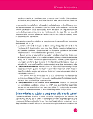 15
Módulo - Salud Animal
pueden presentarse reacciones, que en casos excepcionales desencadenan
en muertes, sin que ello se deba a las vacunas o los medicamentos aplicados.
La vacunación contra la fiebre aftosa y la brucelosis bovina es de obligatorio cum-
plimiento para todos los ganaderos. Contra la fiebre aftosa se deben vacunar los
bovinos y búfalos de todas las edades y de los dos sexos sin ninguna excepción;
contra la brucelosis, únicamente las hembras entre los tres (3) y los ocho (8)
meses de edad, por una sola vez en la vida reproductiva de los animales y nunca
se deben vacunar los machos.
Contra estas dos enfermedades, se ejecutan dos ciclos anuales de vacunación
establecidos por el ICA:
•	 El primero, entre el 1 de mayo y el 15 de junio y el segundo entre el 1 de no-
viembre y el 15 de diciembre, cada ciclo dura 45 días y es ejecutado por cerca
de 3.000 vacunadores, contratados por 79 comités de ganaderos, que son los
responsables de vacunar todo el hato ganadero nacional.
Cuando termina la vacunación en su predio y usted cancela el valor de las dosis
de fiebre aftosa aplicadas, el vacunador le expedirá el Registro Único de Vacunación
(RUV), con el cual su vacunación quedará oficializada en el ICA y este registro le
servirá para solicitar la Guía Sanitaria de Movilización cuando necesite mover sus
animales. Por la vacuna Cepa 19 contra la brucelosis no se debe pagar ningún valor.
•	 Control de la movilización. Esta actividad es fundamental para asegurar que
todos los animales que se movilizan en el territorio nacional, están libres de
las enfermedades sujetas a programas de control y, además, para contribuir al
control el contrabando.
Todo animal debe ser movilizado con la Guía Sanitaria de Movilización res-
pectiva, expedida por el ICA, en transportes lavados y desinfectados para evitar
que a su finca puedan llegar enfermedades.
•	 Control de calidad de las vacunas Todas las vacunas, antes de ser aplicadas,
son sometidas a pruebas de calidad por el ICA, para garantizarle a los ganade-
ros que las que se autorizan para su comercialización, protegen los animales,
no reproducen enfermedades ni reacciones después de su aplicación.
Enfermedades no sujetas a programas oficiales de control
Estas enfermedades no están incluidas dentro de los programas del Ministerio de
Agricultura y el ICA y, por lo tanto, no tienen presupuestos asignados para su pre-
vención, control y erradicación; lo que hace que los ganaderos no cuenten con el
apoyo oficial para reducir el impacto que estas patologías generan en su economía.
 