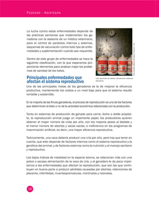 16
Fedegán - Asistegán
La lucha contra estas enfermedades depende de
las prácticas sanitarias que implementen los ga-
naderos con la asesoría de un médico veterinario,
para el control de parásitos internos y externos,
esquemas de vacunación contra todo tipo de enfer-
medades y suplementación cuando sea requerida.
Dentro de este grupo de enfermedades se hace la
siguiente clasificación, con la que esperamos pro-
porcionar elementos para analizar mejor los proble-
mas de sanidad de los hatos.
Principales enfermedades que
afectan el sistema reproductivo
Las vacunas se deben almacenar adecua-
damente
Foto:AndrésAlbertoSinisterraFedegán-fng.
Una de las principales metas de los ganaderos es la de mejorar la eficiencia
productiva, manteniendo los costos a un nivel bajo para que el sistema resulte
rentable y sostenible.
En la mayoría de las fincas ganaderas, el proceso de reproducción es uno de los factores
que determinan el éxito o no de la actividad económica relacionada con la producción.
Tanto en sistemas de producción de ganado para carne, leche o doble propósi-
to, la reproducción animal juega un importante papel, los productores quieren
obtener el mayor número de crías por año, con los mejores pesos al destete y
el menor número de abortos y vacas vacías, e ineficiencia en los programas de
inseminación artificial, es decir, una mayor eficiencia reproductiva.
Teóricamente, una vaca debería producir una cría por año, pero hay que tener en
cuenta, que esto depende de factores internos como el sistema reproductivo y la
genética del animal, y de factores externos como la nutrición y el manejo sanitario
y reproductivo.
Los bajos índices de natalidad en la especie bovina, se relacionan más con una
pobre o escasa alimentación de la vaca de cría, y el ganadero le da poca impor-
tancia a las enfermedades que afectan la reproducción, que son las que contri-
buyen en buena parte a producir pérdidas causadas por abortos, retenciones de
placenta, infertilidad, muertesprematuras, mortinatos y neonatos.
 