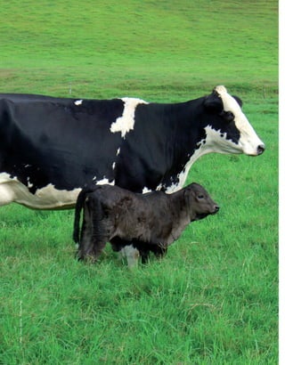 Foto:CésarGarcía-Fedegánfng.
 