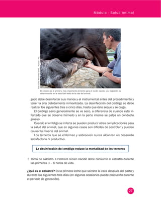 27
Módulo - Salud Animal
gado debe desinfectar sus manos y el instrumental antes del procedimiento y
tener la cría debidamente inmovilizada. La desinfección del ombligo se debe
realizar los siguientes tres a cinco días, hasta que éste seque y se caiga.
El ombligo sano generalmente se ve seco, a diferencia de cuando está in-
fectado que se observa húmedo y en la parte interna se palpa un conducto
grueso.
Cuando el ombligo se infecta se pueden producir otras complicaciones para
la salud del animal, que en algunos casos son difíciles de controlar y pueden
causar la muerte del animal.
Los terneros que se enferman y sobreviven nunca alcanzan un desarrollo
satisfactorio ni productivo.
La desinfección del ombligo reduce la mortalidad de los terneros
•	 Toma de calostro. El ternero recién nacido debe consumir el calostro durante
las primeras 3 – 6 horas de vida.
¿Qué es el calostro? Es la primera leche que secreta la vaca después del parto y
durante los siguientes tres días (en algunas ocasiones puede producirlo durante
el periodo de gestación).
Foto:ClaraMercedesTorres.Fedegán-fng.
El calostro es el primer y más importante alimento para el recién nacido, y su ingestión es
determinante en la salud del resto de la vida del animal.
 