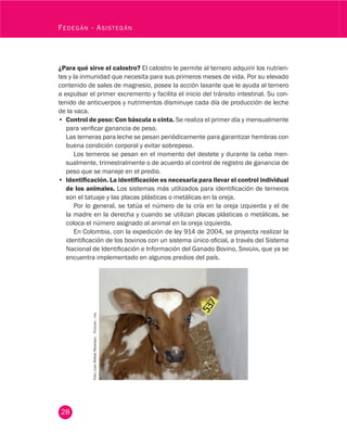 28
Fedegán - Asistegán
¿Para qué sirve el calostro? El calostro le permite al ternero adquirir los nutrien-
tes y la inmunidad que necesita para sus primeros meses de vida. Por su elevado
contenido de sales de magnesio, posee la acción laxante que le ayuda al ternero
a expulsar el primer excremento y facilita el inicio del tránsito intestinal. Su con-
tenido de anticuerpos y nutrimentos disminuye cada día de producción de leche
de la vaca.
•	 Control de peso: Con báscula o cinta. Se realiza el primer día y mensualmente
para verificar ganancia de peso.
Las terneras para leche se pesan periódicamente para garantizar hembras con
buena condición corporal y evitar sobrepeso.
Los terneros se pesan en el momento del destete y durante la ceba men-
sualmente, trimestralmente o de acuerdo al control de registro de ganancia de
peso que se maneje en el predio.
•	 Identificación. La identificación es necesaria para llevar el control individual
de los animales. Los sistemas más utilizados para identificación de terneros
son el tatuaje y las placas plásticas o metálicas en la oreja.
Por lo general, se tatúa el número de la cría en la oreja izquierda y el de
la madre en la derecha y cuando se utilizan placas plásticas o metálicas, se
coloca el número asignado al animal en la oreja izquierda.
En Colombia, con la expedición de ley 914 de 2004, se proyecta realizar la
identificación de los bovinos con un sistema único oficial, a través del Sistema
Nacional de Identificación e Información del Ganado Bovino, Sinigán, que ya se
encuentra implementado en algunos predios del país.
Foto:JuanRafaelRestrepo.Fedegán-fng.
 