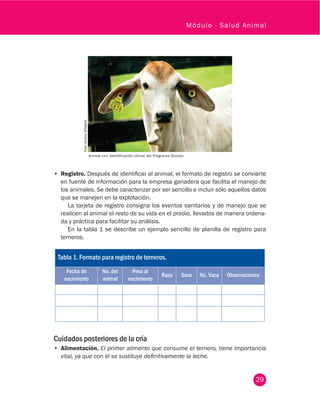 29
Módulo - Salud Animal
•	 Registro. Después de identificar al animal, el formato de registro se convierte
en fuente de información para la empresa ganadera que facilita el manejo de
los animales. Se debe caracterizar por ser sencillo e incluir sólo aquellos datos
que se manejen en la explotación.
La tarjeta de registro consigna los eventos sanitarios y de manejo que se
realicen al animal el resto de su vida en el predio, llevados de manera ordena-
da y práctica para facilitar su análisis.
En la tabla 1 se describe un ejemplo sencillo de planilla de registro para
terneros.
Tabla 1. Formato para registro de terneros.
Fecha de
nacimiento
No. del
animal
Peso al
nacimiento
Raza Sexo No. Vaca Observaciones
Cuidados posteriores de la cría
•	 Alimentación. El primer alimento que consume el ternero, tiene importancia
vital, ya que con él se sustituye definitivamente la leche.
Foto:ArchivoSINIGAN
Animal con identificación oficial del Programa Sinigán.
 