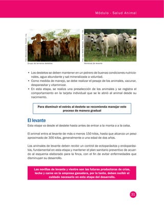 31
Módulo - Salud Animal
•	 Los destetos se deben mantener en un potrero de buenas condiciones nutricio-
nales, agua abundante y sal mineralizada a voluntad.
•	 Como medida de manejo, se debe realizar el pesaje de los animales, vacunar,
desparasitar y vitaminizar.
•	 En esta etapa, se realiza una preselección de los animales y se registra el
comportamiento en la tarjeta individual que se le abrió al animal desde su
nacimiento.
Para disminuir el estrés al destete se recomienda manejar este
proceso de manera gradual
El levante
Esta etapa va desde el destete hasta antes de entrar a la monta o a la ceba.
El animal entra al levante de más o menos 150 kilos, hasta que alcanza un peso
aproximado de 300 kilos, generalmente a una edad de dos años.
Los animales de levante deben recibir un control de ectoparásitos y endoparási-
tos, fundamental en esta etapa y mantener el plan sanitario preventivo de acuer-
do al esquema elaborado para la finca, con el fin de evitar enfermedades que
disminuyan su desarrollo.
Las novillas de levante y vientre son las futuras productoras de crías,
leche y carne en la empresa ganadera, por lo tanto, deben recibir el
cuidado necesario en esta etapa del desarrollo.
Foto:AlfonsoSantana.Fedegán-fng.
Foto:JuanRafaelRestrepo.Fedegán-fng.
Grupo de terneros destetos Hembras de levante
 
