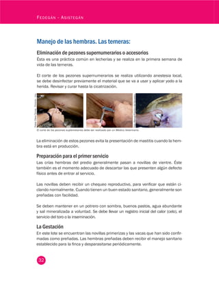 32
Fedegán - Asistegán
Manejo de las hembras. Las terneras:
Eliminación de pezones supernumerarios o accesorios
Ésta es una práctica común en lecherías y se realiza en la primera semana de
vida de las terneras.
El corte de los pezones supernumerarios se realiza utilizando anestesia local,
se debe desinfectar previamente el material que se va a usar y aplicar yodo a la
herida. Revisar y curar hasta la cicatrización.
Fotos:ClaraTorres.Fedegán-fng.
Foto:ManualPr[acticodelGanadero.
El corte de los pezones suplemetarios debe ser realizado por un Médico Veterinario.
La eliminación de estos pezones evita la presentación de mastitis cuando la hem-
bra está en producción.
Preparación para el primer servicio
Las crías hembras del predio generalmente pasan a novillas de vientre. Éste
también es el momento adecuado de descartar las que presenten algún defecto
físico antes de entrar al servicio.
Las novillas deben recibir un chequeo reproductivo, para verificar que están ci-
clando normalmente. Cuando tienen un buen estado sanitario, generalmente son
preñadas con facilidad.
Se deben mantener en un potrero con sombra, buenos pastos, agua abundante
y sal mineralizada a voluntad. Se debe llevar un registro inicial del calor (celo), el
servicio del toro o la inseminación.
La Gestación
En este lote se encuentran las novillas primerizas y las vacas que han sido confir-
madas como preñadas. Las hembras preñadas deben recibir el manejo sanitario
establecido para la finca y desparasitarse periódicamente.
 