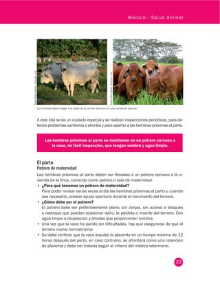 33
Módulo - Salud Animal
A este lote se da un cuidado especial y se realizan inspecciones periódicas, para de-
tectar problemas sanitarios o abortos y para apartar a las hembras próximas al parto.
Las hembras próximas al parto se mantienen en un potrero cercano a
la casa, de fácil inspección, que tengan sombra y agua limpia.
El parto
Potrero de maternidad
Las hembras próximas al parto deben ser llevadas a un potrero cercano a la vi-
vienda de la finca, conocido como potrero o sala de maternidad.
•	 ¿Para qué tenemos un potrero de maternidad?
Para poder revisar varias veces al día las hembras próximas al parto y, cuando
sea necesario, prestar ayuda oportuna durante el nacimiento del ternero.
•	 ¿Cómo debe ser el potrero?
El potrero debe ser preferiblemente plano, sin zanjas, sin acceso a bosques
o rastrojos que puedan ocasionar daño, la pérdida o muerte del ternero. Con
agua limpia a disposición y árboles que proporcionen sombra.
•	 Una vez que la vaca ha parido sin dificultades, hay que asegurarse de que el
ternero mame normalmente.
•	 Se debe verificar que la vaca expulse la placenta en un tiempo máximo de 12
horas después del parto, en caso contrario, se afrontará como una retención
de placenta y debe ser tratada según el criterio del médico veterinario.
Fotos:RuthÁlvarez.Fedegán-fng.
Fotos:OlverAyala.Fedegán-fng.
Las novillas deben llegar a la edad de su primer servicio en una condición óptima.
 
