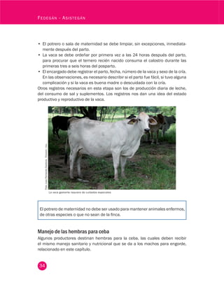 34
Fedegán - Asistegán
•	 El potrero o sala de maternidad se debe limpiar, sin excepciones, inmediata-
mente después del parto.
•	 La vaca se debe ordeñar por primera vez a las 24 horas después del parto,
para procurar que el ternero recién nacido consuma el calostro durante las
primeras tres a seis horas del posparto.
•	 El encargado debe registrar el parto, fecha, número de la vaca y sexo de la cría.
En las observaciones, es necesario describir si el parto fue fácil, si tuvo alguna
complicación y si la vaca es buena madre o descuidada con la cría.
Otros registros necesarios en esta etapa son los de producción diaria de leche,
del consumo de sal y suplementos. Los registros nos dan una idea del estado
productivo y reproductivo de la vaca.
Foto:JuanFernandoCardona.Fedegán-fng.
La vaca gestante requiere de cuidados especiales
El potrero de maternidad no debe ser usado para mantener animales enfermos,
de otras especies o que no sean de la finca.
Manejo de las hembras para ceba
Algunos productores destinan hembras para la ceba, las cuales deben recibir
el mismo manejo sanitario y nutricional que se da a los machos para engorde,
relacionado en este capítulo.
 