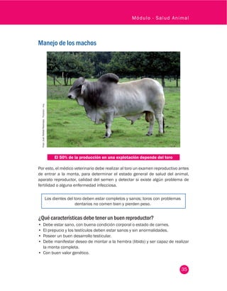 35
Módulo - Salud Animal
Manejo de los machosFoto:JuanRafaelRestrepo.Fedegán-fng.
El 50% de la producción en una explotación depende del toro
Por esto, el médico veterinario debe realizar al toro un examen reproductivo antes
de entrar a la monta, para determinar el estado general de salud del animal,
aparato reproductor, calidad del semen y detectar si existe algún problema de
fertilidad o alguna enfermedad infecciosa.
Los dientes del toro deben estar completos y sanos; toros con problemas
dentarios no comen bien y pierden peso.
¿Qué características debe tener un buen reproductor?
•	 Debe estar sano, con buena condición corporal o estado de carnes.
•	 El prepucio y los testículos deben estar sanos y sin anormalidades.
•	 Poseer un buen desarrollo testicular.
•	 Debe manifestar deseo de montar a la hembra (libido) y ser capaz de realizar
la monta completa.
•	 Con buen valor genético.
 