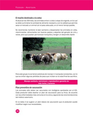 36
Fedegán - Asistegán
Para este grupo no se tienen prácticas de manejo ni manipuleo constantes, con lo
que se evitan algunas pérdidas de peso que incidan en la edad final de sacrificio.
Manejo sanitario, nutricional y reproductivo: garantía de
más leche y terneros
Plan preventivo de vacunación
Los animales sólo deben ser vacunados con biológicos aprobados por el ICA.
Cada productor debe diseñar un plan de vacunación para su finca, de acuerdo
con las enfermedades más comunes en la zona y siguiendo las recomendaciones
del médico veterinario.
En la tabla 2 se sugiere un plan básico de vacunación que el productor puede
modificar según sus necesidades.
Foto:JuanRafaelRestrepo.Fedegán-fng.
El macho destinado a la ceba:
Al alcanzar los 300 kilos, los animales entran a ceba o etapa de engorde, en la cual
se debe suministrar la cantidad de alimento necesario y con la calidad que permita
sacar al mercado un animal con el peso adecuado, en el menor tiempo posible.
Se recomienda mantener el plan sanitario y desparasitar los animales en ceba,
vitaminizarlos, alimentarlos con buenos pastos y alejarlos del ganado de cría y
vacas, para que puedan permanecer tranquilos y tengan un desarrollo rápido
 
