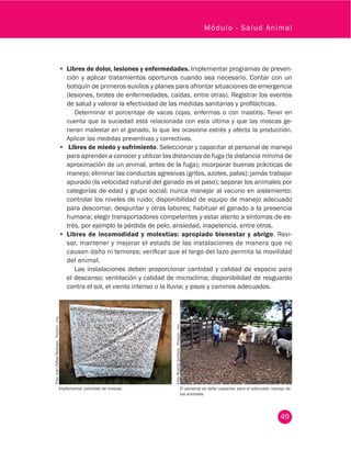 49
Módulo - Salud Animal
•	 Libres de dolor, lesiones y enfermedades. Implementar programas de preven-
ción y aplicar tratamientos oportunos cuando sea necesario. Contar con un
botiquín de primeros auxilios y planes para afrontar situaciones de emergencia
(lesiones, brotes de enfermedades, caídas, entre otras). Registrar los eventos
de salud y valorar la efectividad de las medidas sanitarias y profilácticas.
Determinar el porcentaje de vacas cojas, enfermas o con mastitis. Tener en
cuenta que la suciedad está relacionada con esta última y que las moscas ge-
neran malestar en el ganado, lo que les ocasiona estrés y afecta la producción.
Aplicar las medidas preventivas y correctivas.
•	 Libres de miedo y sufrimiento. Seleccionar y capacitar al personal de manejo
para aprender a conocer y utilizar las distancias de fuga (la distancia mínima de
aproximación de un animal, antes de la fuga); incorporar buenas prácticas de
manejo; eliminar las conductas agresivas (gritos, azotes, palos); jamás trabajar
apurado (la velocidad natural del ganado es el paso); separar los animales por
categorías de edad y grupo social; nunca manejar al vacuno en aislamiento;
controlar los niveles de ruido; disponibilidad de equipo de manejo adecuado
para descornar, despuntar y otras labores; habituar el ganado a la presencia
humana; elegir transportadores competentes y estar atento a síntomas de es-
trés, por ejemplo la pérdida de pelo, ansiedad, inapetencia, entre otros.
•	 Libres de incomodidad y molestias: apropiado bienestar y abrigo. Revi-
sar, mantener y mejorar el estado de las instalaciones de manera que no
causen daño ni temores; verificar que el largo del lazo permita la movilidad
del animal.
Las instalaciones deben proporcionar cantidad y calidad de espacio para
el descanso; ventilación y calidad de microclima; disponibilidad de resguardo
contra el sol, el viento intenso o la lluvia; y pisos y caminos adecuados.
El personal se debe capacitar para el adecuado manejo de
los animales
Implementar controles de moscas
Foto:JuanRafaelRestrepo.Fedegán-fng.
Foto:RicardoQuintero.Fedegán-fng.
 