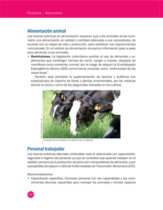 52
Fedegán - Asistegán
Alimentación animal
Las buenas prácticas de alimentación requieren que a los animales se les sumi-
nistre una alimentación en calidad y cantidad adecuada a sus necesidades, de
acuerdo con su etapa de vida y producción, para satisfacer sus requerimientos
nutricionales. En el módulo de alimentación encuentra información paso a paso
para alimentar a sus animales.
•	 Restricciones. La legislación colombiana prohíbe el uso de alimentos y su-
plementos que contengan harinas de carne, sangre y huesos, despojos de
mamíferos como contenido ruminal, por el riesgo de adquirir la Encefalopatía
Espongiforme Bovina (EEB) comúnmente conocida como “enfermedad de las
vacas locas”.
También está prohibida la suplementación de bovinos y bufalinos con
subproductos de cosecha de flores y plantas ornamentales, por los residuos
tóxicos en leche y carne de los plaguicidas utilizados en los cultivos.
Foto:ArchivoFedegán-fng.
La mayoría de los animales en el país se crían en pastoreo.
Personal trabajador
Las buenas prácticas laborales contemplan todo lo relacionado con capacitación,
seguridad e higiene del personal, ya que se considera que quienes trabajan en el
eslabón primario de la producción de leche son manipuladores de alimentos, y son
susceptibles de adquirir o difundir Enfermedades de Transmisión Alimentaria (ETA).
Recomendaciones:
•	 Capacitación específica. Contratar personal con las capacidades y los cono-
cimientos técnicos requeridos para manejar los animales y brindar especial
 