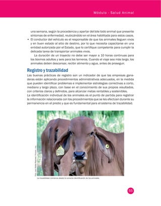 55
Módulo - Salud Animal
una semana, según la procedencia y apartar del lote todo animal que presente
síntomas de enfermedad, reubicándolo en el área habilitada para estos casos.
•	 El conductor del vehículo es el responsable de que los animales lleguen vivos
y en buen estado al sitio de destino, por lo que necesita capacitarse en una
entidad autorizada por el Estado, que lo certifique competente para cumplir la
delicada tarea de transportar animales vivos.
La duración de un trayecto no debe ser mayor a 10 horas continuas para
los bovinos adultos y seis para los terneros. Cuando el viaje sea más largo, los
animales deben descansar, recibir alimento y agua, antes de proseguir.
Registro y trazabilidad
Las buenas prácticas de registro son un indicador de que las empresas gana-
deras están aplicando procedimientos administrativos adecuados, en la medida
que pueden identificar problemas e implementar estrategias correctivas a corto,
mediano y largo plazo, con base en el conocimiento de sus propios resultados,
con criterios claros y definidos, para alcanzar metas rentables y sostenibles.
La identificación individual de los animales es el punto de partida para registrar
la información relacionada con los procedimientos que se les efectúan durante su
permanencia en el predio y que es fundamental para el sistema de trazabilidad.
Foto:JuanRafaelRestrepo.Fedegán-fng.
La trazabilidad comienza desde la correcta identificación de los animales.
 
