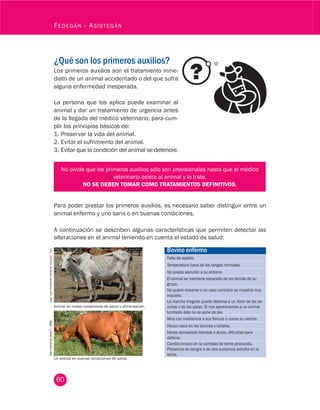 60
Fedegán - Asistegán
¿Qué son los primeros auxilios?
Los primeros auxilios son el tratamiento inme-
diato de un animal accidentado o del que sufra
alguna enfermedad inesperada.
La persona que los aplica puede examinar al
animal y dar un tratamiento de urgencia antes
de la llegada del médico veterinario, para cum-
plir los principios básicos de:
1.	Preservar la vida del animal.
2.	Evitar el sufrimiento del animal.
3.	Evitar que la condición del animal se deteriore.
Bovino enfermo
Falta de apetito
Temperatura fuera de los rangos normales.
No presta atención a su entorno
El animal se mantiene separado de los demás de su
grupo.
No quiere moverse o en caso contrario se muestra muy
inquieto.
La marcha irregular puede deberse a un dolor de las pe-
zuñas o de las patas. Si nos aproximamos a un animal
tumbado éste no se pone de pie.
Mira con insistencia a sus flancos o cocea su vientre.
Hocico seco en los bovinos y búfalos.
Heces demasiado blandas o duras, dificultad para
defecar.
Cambio brusco en la cantidad de leche producida.
Presencia de sangre o de otra sustancia extraña en la
leche.
Foto:JuanFernandoCardona.Fedegán-fng.Foto:FernandoUribeT.-CIPAV
Animal en malas condiciones de salud y alimentación.
Un animal en buenas condiciones de salud.
No olvide que los primeros auxilios sólo son provisionales hasta que el médico
veterinario asista al animal y lo trate.
NO SE DEBEN TOMAR COMO TRATAMIENTOS DEFINITIVOS.
Para poder prestar los primeros auxilios, es necesario saber distinguir entre un
animal enfermo y uno sano o en buenas condiciones.
A continuación se describen algunas características que permiten detectar las
alteraciones en el animal teniendo en cuenta el estado de salud:
 