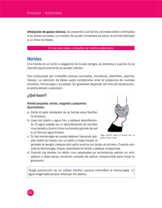 62
Fedegán - Asistegán
Inhalación de gases tóxicos. Se presenta cuando los animales están confinados
o en áreas cerradas. La medida de auxilio inmediata es sacar el animal afectado
a un área ventilada.
En los tres casos, consultar al médico veterinario
Heridas
Una herida es un corte o rasgadura de la piel; sangra, es dolorosa y cuando no se
atiende oportunamente se puede infectar.
Son producidas por múltiples causas (cornadas, mordiscos, alambres, espinas,
clavos). La atención de éstas suele complicarse ante la presencia de cuerpos
extraños, hemorragia y suciedad. Su gravedad depende del sitio de localización,
la profundidad y extensión.
¿Qué hacer?
Herida pequeña: cortes, rasguños y pequeñas
laceraciones:
a.	Corte el pelo alrededor de la herida para facilitar
la limpieza.
b.	Lave con jabón y agua fría, y aplique desinfectan-
te. El agua salada es un desinfectante de heridas
muy barato y bueno (Una cucharada grande de sal
a un litro de agua limpia).
c.	 Si hay hemorragia se puede detener haciendo pre-
sión sobre la herida con un paño o trapo limpio; si
persiste la sangre coloque otro paño encima sin quitar el primero. Cuando con-
trole la hemorragia, limpie, desinfecte la herida y aplique mosquicida.
d.	Cuando los bordes no están muy separados se recomienda aplicar un anti-
séptico y dejar sanar, teniendo cuidado de aplicar mosquicidas para evitar la
gusanera.
Tenga precaución de no utilizar alcohol, porque intensifica la hemorragia, ni
agua oxigenada porque destruye los tejidos.
Haga presión sobre la herida con un
paño o trapo limpio.
 
