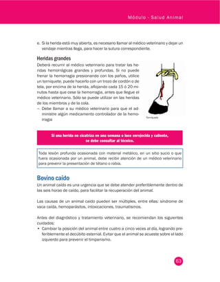63
Módulo - Salud Animal
e.	Si la herida está muy abierta, es necesario llamar al médico veterinario y dejar un
vendaje mientras llega, para hacer la sutura correspondiente.
Heridas grandes
Deberá recurrir al médico veterinario para tratar las he-
ridas hemorrágicas grandes y profundas. Si no puede
frenar la hemorragia presionando con los paños, utilice
un torniquete, puede hacerlo con un trozo de cordón o de
tela, por encima de la herida, aflojando cada 15 ó 20 mi-
nutos hasta que cese la hemorragia, antes que llegue el
médico veterinario. Sólo se puede utilizar en las heridas
de los miembros y de la cola.
−− Debe llamar a su médico veterinario para que el ad-
ministre algún medicamento controlador de la hemo-
rragia
Si una herida no cicatriza en una semana o luce enrojecida y caliente,
se debe consultar al técnico.
Toda lesión profunda ocasionada con material metálico, en un sitio sucio o que
fuera ocasionada por un animal, debe recibir atención de un médico veterinario
para prevenir la presentación de tétano o rabia.
Bovino caído
Un animal caído es una urgencia que se debe atender preferiblemente dentro de
las seis horas de caído, para facilitar la recuperación del animal.
Las causas de un animal caído pueden ser múltiples, entre ellas: síndrome de
vaca caída, hemoparásitos, intoxicaciones, traumatismos.
Antes del diagnóstico y tratamiento veterinario, se recomiendan los siguientes
cuidados:
•	 Cambiar la posición del animal entre cuatro a cinco veces al día, logrando pre-
feriblemente el decúbito esternal. Evitar que el animal se acueste sobre el lado
izquierdo para prevenir el timpanismo.
Torniquete
 