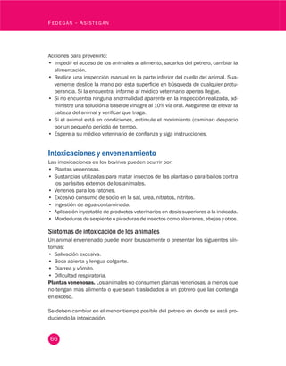 66
Fedegán - Asistegán
Acciones para prevenirlo:
•	 Impedir el acceso de los animales al alimento, sacarlos del potrero, cambiar la
alimentación.
•	 Realice una inspección manual en la parte inferior del cuello del animal. Sua-
vemente deslice la mano por esta superficie en búsqueda de cualquier protu-
berancia. Si la encuentra, informe al médico veterinario apenas llegue.
•	 Si no encuentra ninguna anormalidad aparente en la inspección realizada, ad-
ministre una solución a base de vinagre al 10% vía oral. Asegúrese de elevar la
cabeza del animal y verificar que traga.
•	 Si el animal está en condiciones, estimule el movimiento (caminar) despacio
por un pequeño periodo de tiempo.
•	 Espere a su médico veterinario de confianza y siga instrucciones.
Intoxicaciones y envenenamiento
Las intoxicaciones en los bovinos pueden ocurrir por:
•	 Plantas venenosas.
•	 Sustancias utilizadas para matar insectos de las plantas o para baños contra
los parásitos externos de los animales.
•	 Venenos para los ratones.
•	 Excesivo consumo de sodio en la sal, urea, nitratos, nitritos.
•	 Ingestión de agua contaminada.
•	 Aplicación inyectable de productos veterinarios en dosis superiores a la indicada.
•	 Mordeduras de serpiente o picaduras de insectos como alacranes, abejas y otros.
Síntomas de intoxicación de los animales
Un animal envenenado puede morir bruscamente o presentar los siguientes sín-
tomas:
•	 Salivación excesiva.
•	 Boca abierta y lengua colgante.
•	 Diarrea y vómito.
•	 Dificultad respiratoria.
Plantas venenosas. Los animales no consumen plantas venenosas, a menos que
no tengan más alimento o que sean trasladados a un potrero que las contenga
en exceso.
Se deben cambiar en el menor tiempo posible del potrero en donde se está pro-
duciendo la intoxicación.
 