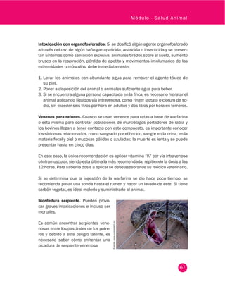 67
Módulo - Salud Animal
Intoxicación con organofosforados. Si se dosificó algún agente organofosforado
a través del uso de algún baño garrapaticida, acaricida o insecticida y se presen-
tan síntomas como salivación excesiva, animales tirados sobre el suelo, aumento
brusco en la respiración, pérdida de apetito y movimientos involuntarios de las
extremidades o músculos, debe inmediatamente:
1.	Lavar los animales con abundante agua para remover el agente tóxico de
su piel.
2.	Poner a disposición del animal o animales suficiente agua para beber.
3.	Si se encuentra alguna persona capacitada en la finca, es necesario hidratar el
animal aplicando líquidos vía intravenosa, como ringer lactato o cloruro de so-
dio, sin exceder seis litros por hora en adultos y dos litros por hora en terneros.
Venenos para ratones. Cuando se usan venenos para ratas a base de warfarina
o esta misma para controlar poblaciones de murciélagos portadores de rabia y
los bovinos llegan a tener contacto con este compuesto, es importante conocer
los síntomas relacionados, como sangrado por el hocico, sangre en la orina, en la
materia fecal y piel o mucosas pálidas o azuladas; la muerte es lenta y se puede
presentar hasta en cinco días.
En este caso, la única recomendación es aplicar vitamina “K” por vía intravenosa
o intramuscular, siendo esta última la más recomendada; repitiendo la dosis a las
12 horas. Para saber la dosis a aplicar se debe asesorar de su médico veterinario.
Si se determina que la ingestión de la warfarina se dio hace poco tiempo, se
recomienda pasar una sonda hasta el rumen y hacer un lavado de éste. Si tiene
carbón vegetal, es ideal molerlo y suministrarlo al animal.
Mordedura serpiente. Pueden provo-
car graves intoxicaciones e incluso ser
mortales.
Es común encontrar serpientes vene-
nosas entre los pastizales de los potre-
ros y debido a este peligro latente, es
necesario saber cómo enfrentar una
picadura de serpiente venenosa
Fuente:www.curiosidad.org
 