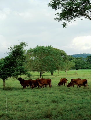 Foto:AlfonsoSantana-Fedegánfng.
 